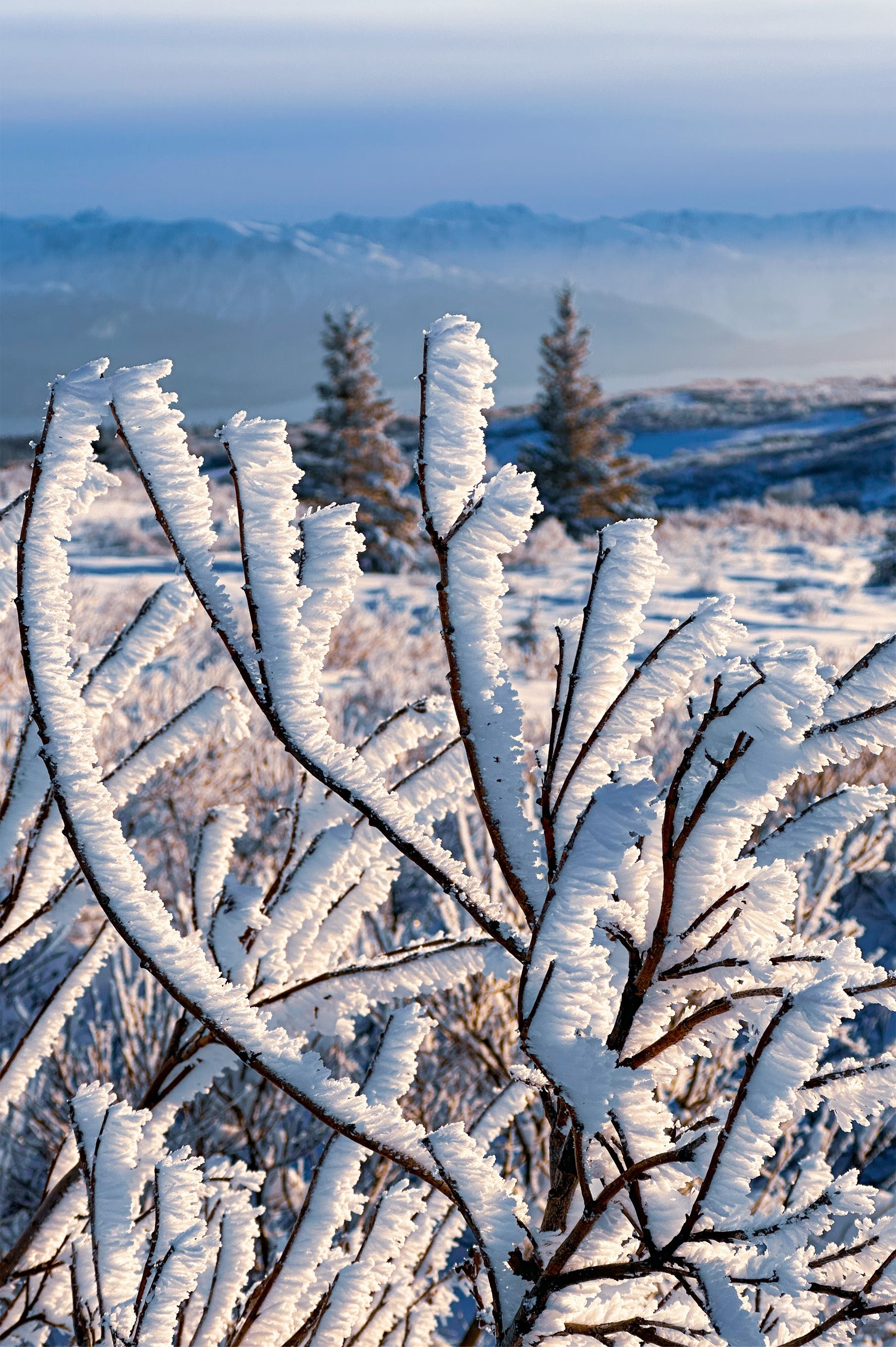 Frost